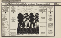 Nationalsozialistisches Unterrichtswerk „So lebt die Waldgemeinschaft“, 1938, Privatbesitz, Foto: Sebastian Ahlers