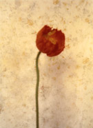 Julia Sonntag, Mohn, aus der Serie Tausendschn, 2010, Deutscher Jugendfotopreis/DHM