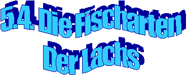 5.4. Die Fischarten
Der Lachs
