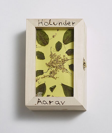 Holzschaukasten mit gelbem Deckel auf weißem Hintergrund, von oben fotografiert. Acht getrocknete Holunderblätter, locker um eine zentrale Blütendolde verteilt. Die Aufschrift „Holunder“ oben, der Name „Aarav“ unten im Rahmen eingebrannt.
