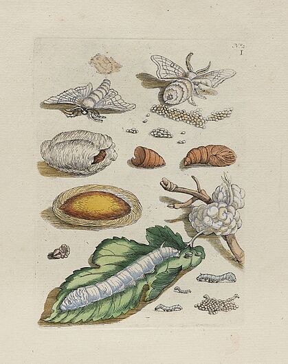 Maria Sibylla Merian, „Die Metamorphose des Seidenspinners“, in: „De Europische Insecten“ (dt. „Der Raupen wunderbare Verwandelung und sonderbare Blumennahrung“), Tafel I, Amsterdam, 1730 