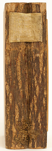 Buchrücken aus Holz, Schildbach‘sche Xylothek, Berg Holunder (Sambucus racemosa) Buchrücken des Holzbuchs zum Berg-Holunder, Xylothek Carl Schildbachs, 18. Jahrhundert. Rinde mit goldenem Etikett: „Sambucus racemosa – Berg Hollunder mit rother Frucht“. Unten Wurzelfasern.