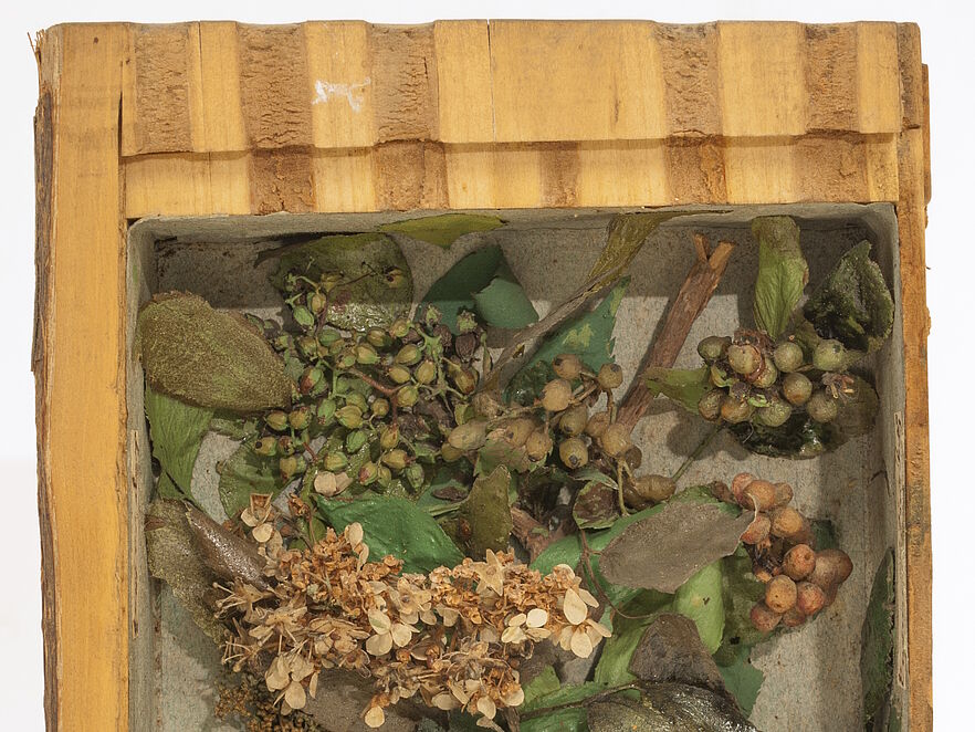 Holzbuch zum Berg-Holunder, Xylothek Carl Schildbachs, 18. Jahrhundert. Im Innern getrocknete Zweige, Blätter, cremefarbene Blütenrispe, grüne und rote Beeren, Wurzeln – als Schaukasten inszeniert.