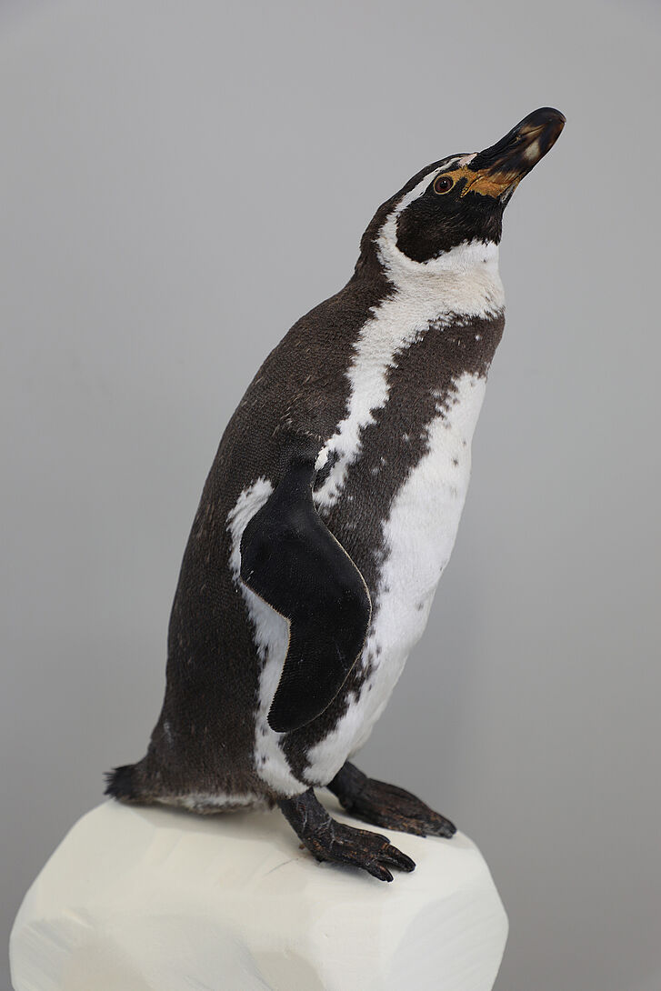 Präparat eines Humboldt-Pinguins Präparat eines Humboldt-Pinguins