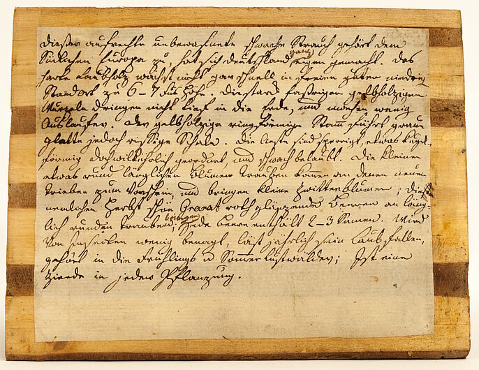 Informationszettel aus der Schildbach‘schen Xylothek, Berg Holunder (Sambucus racemosa) Deckel-Rückseite des Holzbuchs zum Berg-Holunder, Xylothek Carl Schildbachs, 18. Jahrhundert. Handschriftliche botanische Beschreibung auf vergilbtem Papier im Holzrahmen.