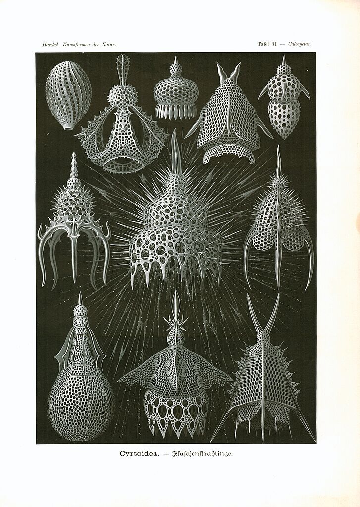 Haeckel, Ernst: Abbildung der Cyrtoidea mit Alacorys bismarckii (Mitte links), Tafel 31, in: Kunstformen der Natur, Leipzig/Wien, 1904