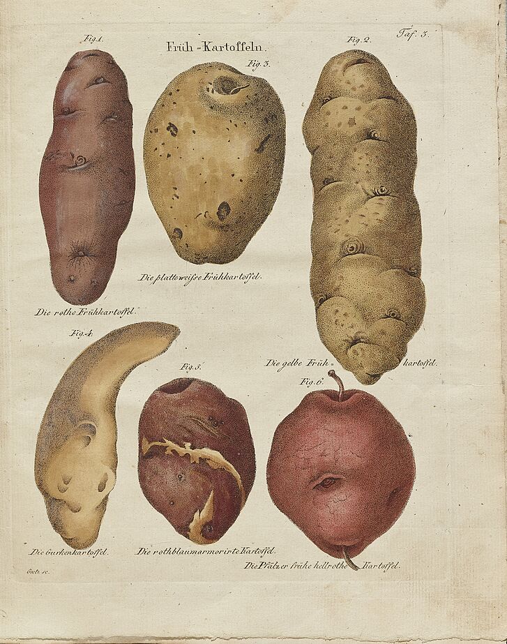 Putsche, Carl Wilhelm Ernst (1765-1834): Frühkartoffeln (Tafel III), in: Versuch einer Monographie der Kartoffeln, Weimar, 1819 Zeichnung von Kartoffeln