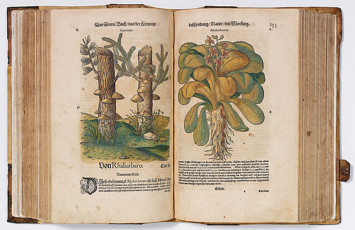 Mattioli, Pietro Andrea (1501-1578): Abbildung und Beschreibung des Rhabarbarum, in: New Kreüterbuch, Holzschnitt, koloriert, Prag, 1563 Buch mit kolorierten Bildern von Pflanzen