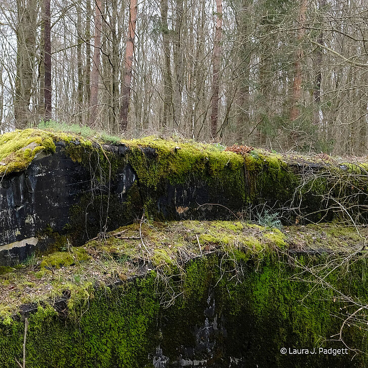 Ein mit Moos bedeckter Stein im Wald, umgeben von grünen Pflanzen und Bäumen.