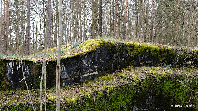 Ein mit Moos bedeckter Stein im Wald, umgeben von grünen Pflanzen und Bäumen.