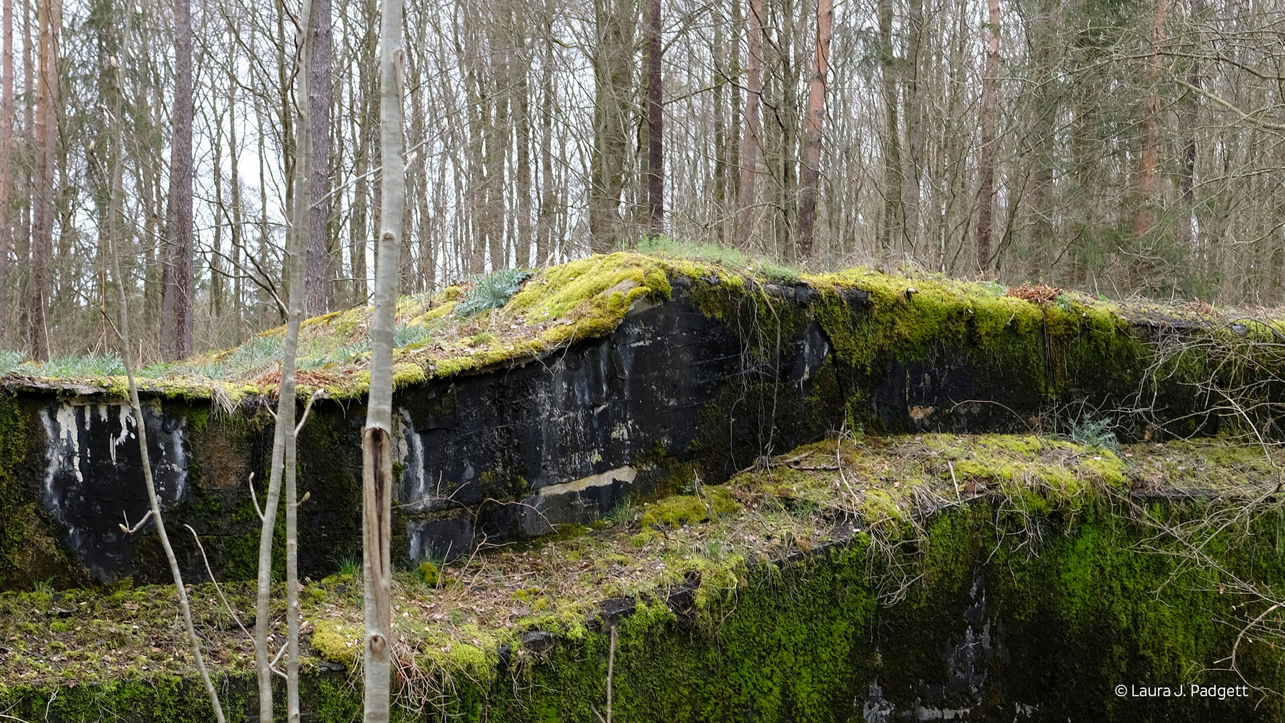 Ein mit Moos bedeckter Stein im Wald, umgeben von grünen Pflanzen und Bäumen.
