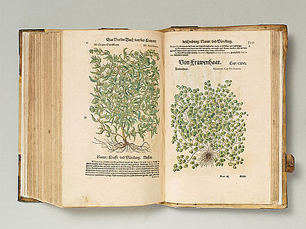 Das Kräuterbuch von Pietro Andrea Mattioli