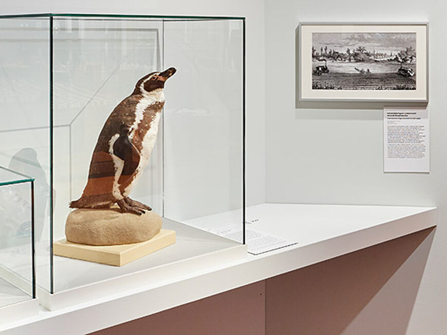 Ausstellungsansicht von "Karl Marx und der Kapitalismus" auf der vor allem ein Pinguin-Präparat in einer Vitrine im Mittelpunkt steht.