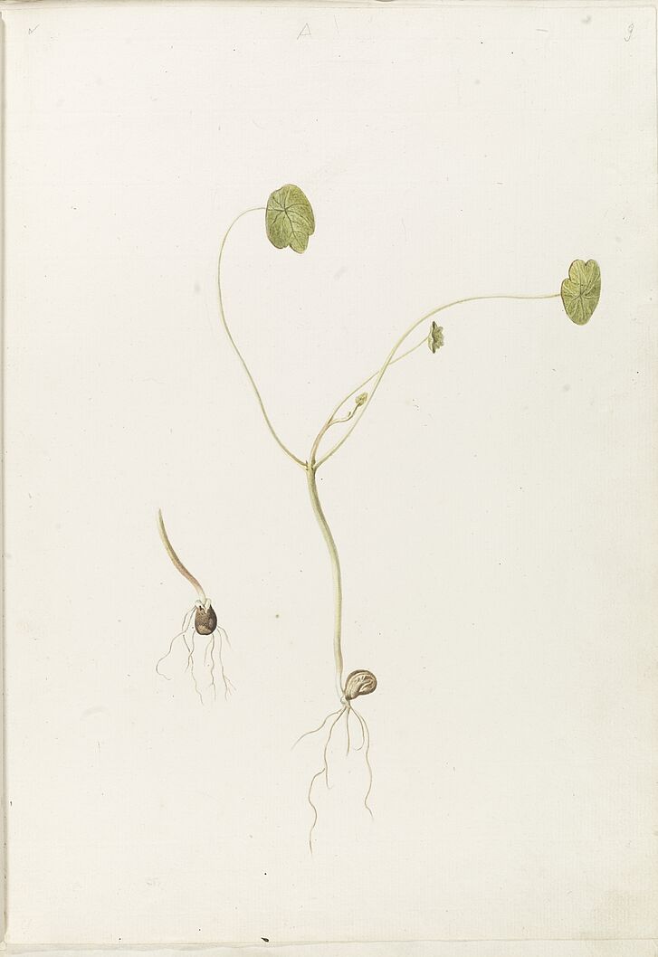 Germination of the Nasturtium, in: The Metamorphosis of Plants by Johann Wolfgang von Goethe, 1798 
