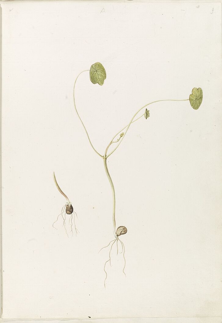 Keimung der Kapuzinerkresse, in: Die Metamorphose der Pflanzen von Johann Wolfgang von Goethe, 1798 
