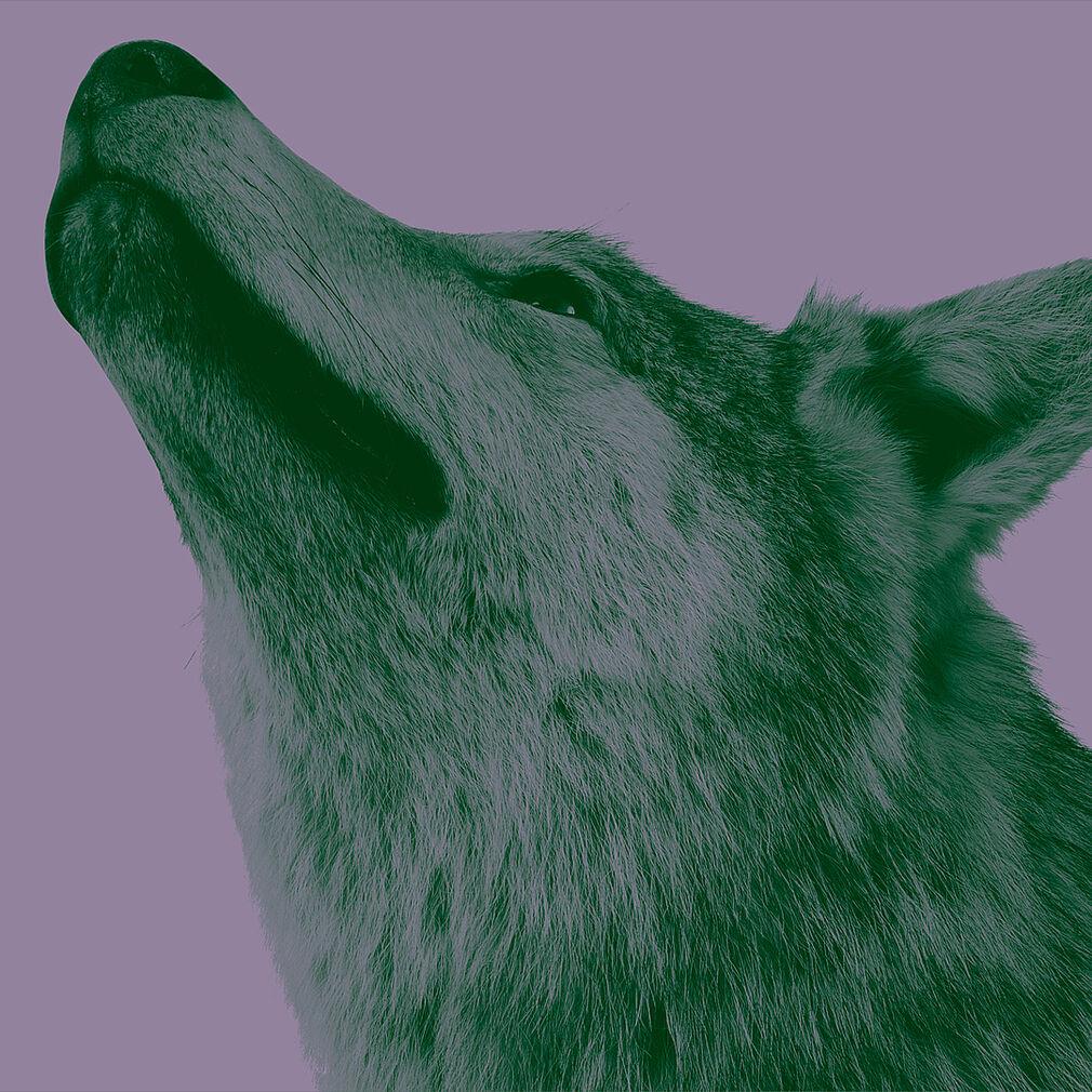 Seitliches Porträt eines Wolfes vor lilafarbenem Hintergrund.