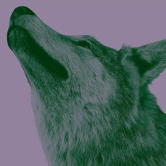 Seitliches Porträt eines Wolfes vor lilafarbenem Hintergrund.