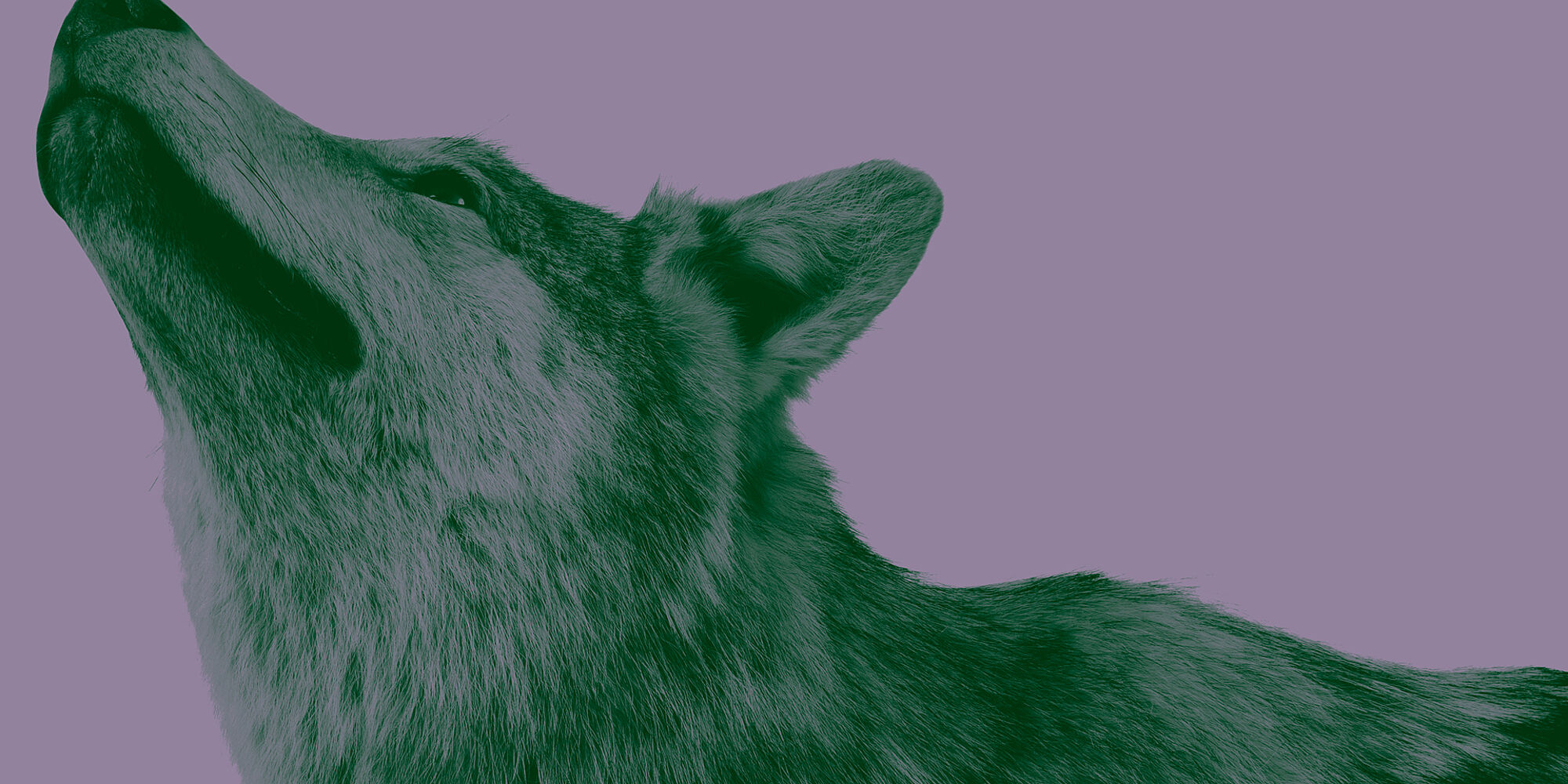 Seitliches Porträt eines Wolfes vor lilafarbenem Hintergrund.