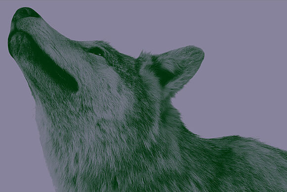 Seitliches Porträt eines Wolfes vor lilafarbenem Hintergrund.