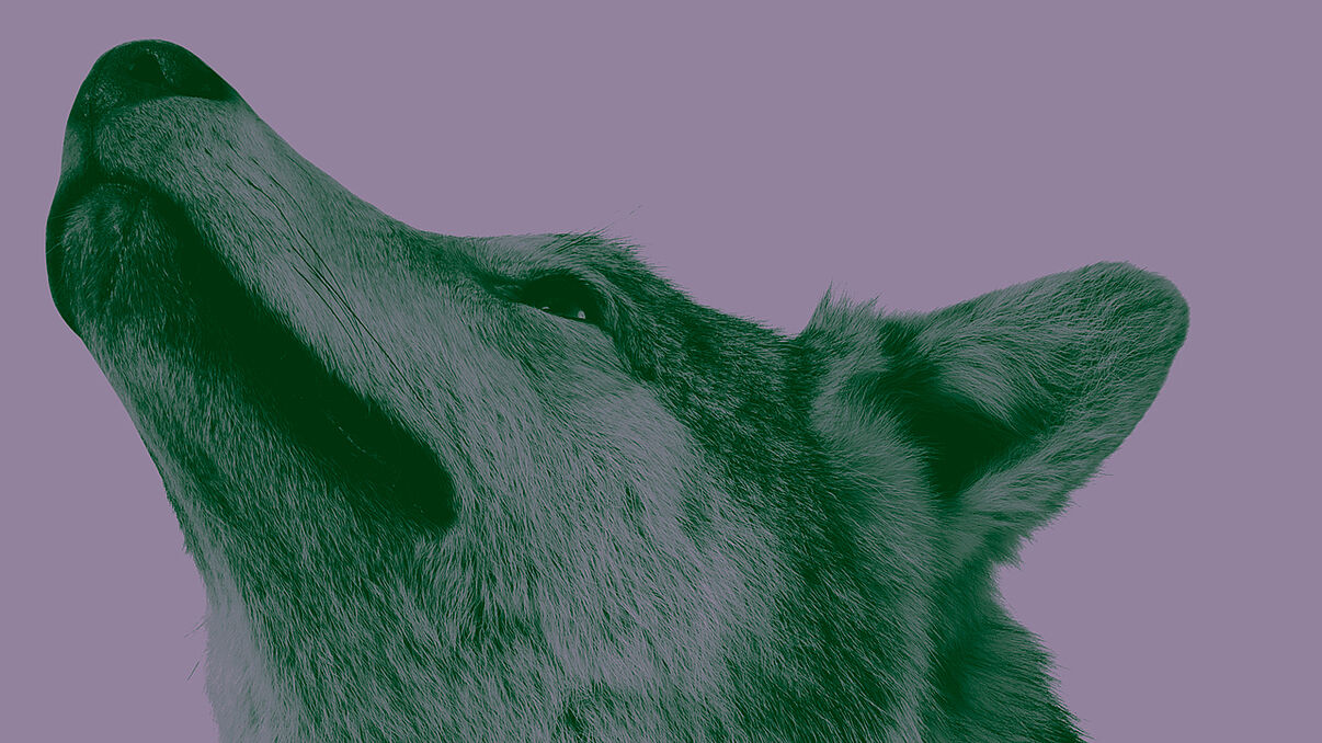 Seitliches Porträt eines Wolfes vor lilafarbenem Hintergrund.
