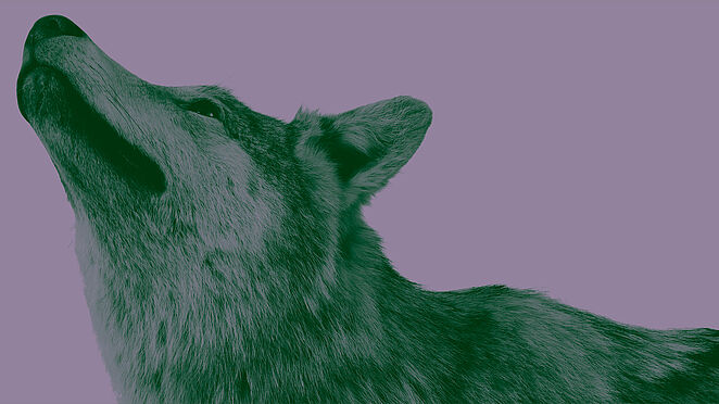 Seitliches Porträt eines Wolfes vor lilafarbenem Hintergrund.