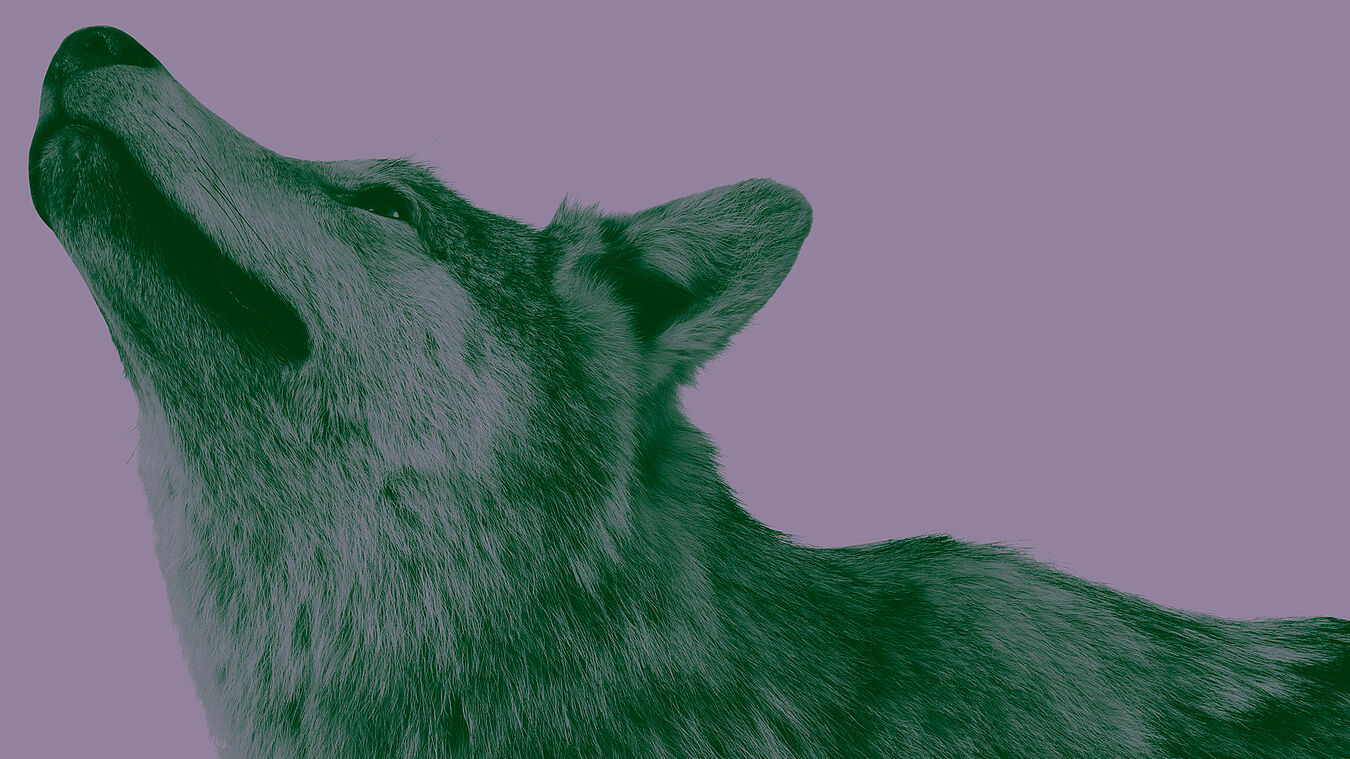 Seitliches Porträt eines Wolfes vor lilafarbenem Hintergrund.