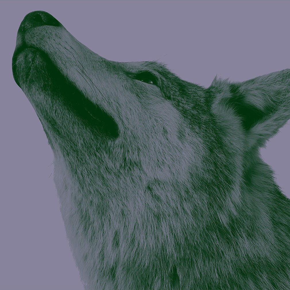 Seitliches Porträt eines Wolfes vor lilafarbenem Hintergrund.