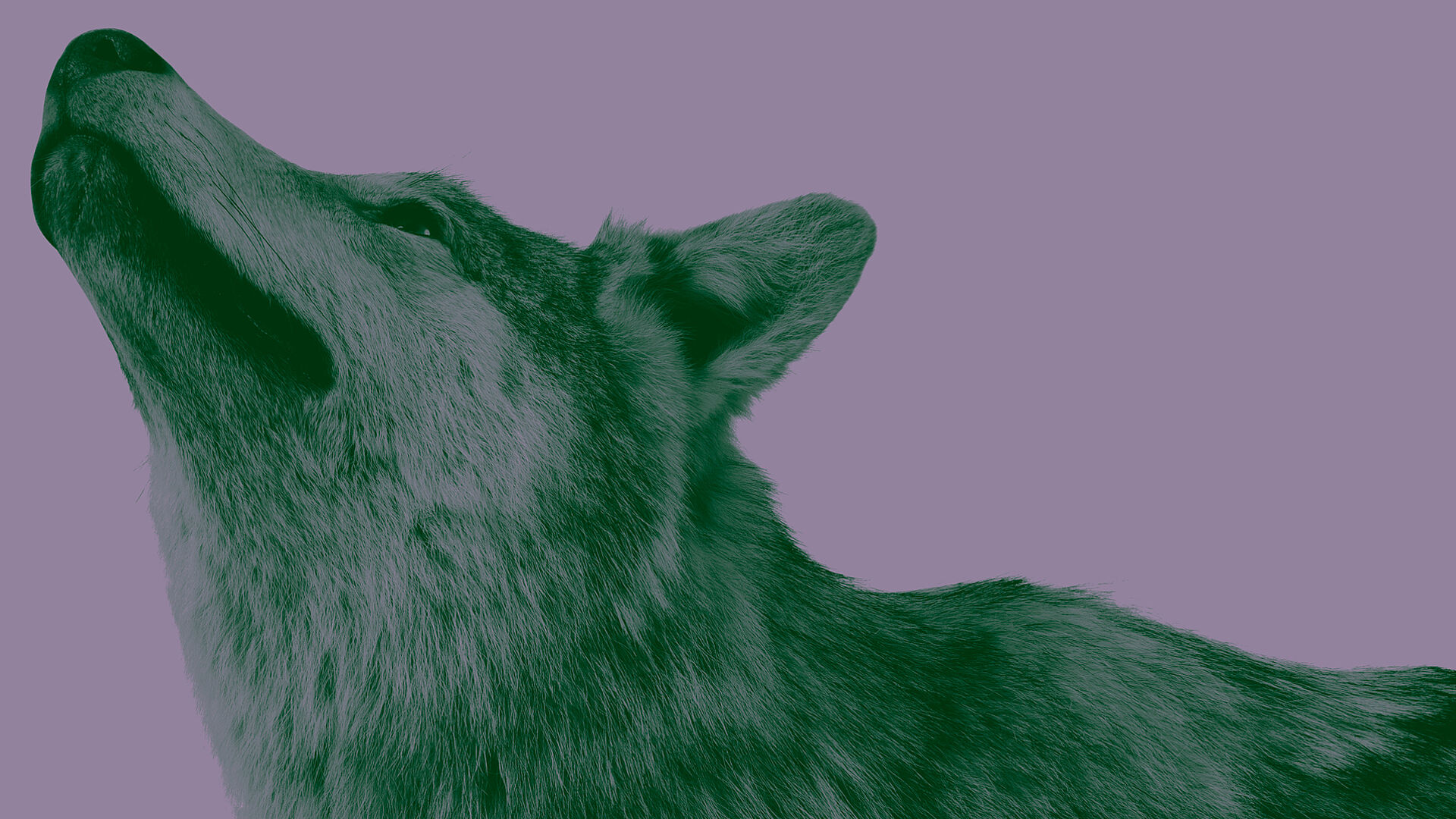 Seitliches Porträt eines Wolfes vor lilafarbenem Hintergrund.
