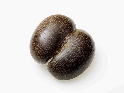 Coco de mer – eine Nuss in der Museumssammlung