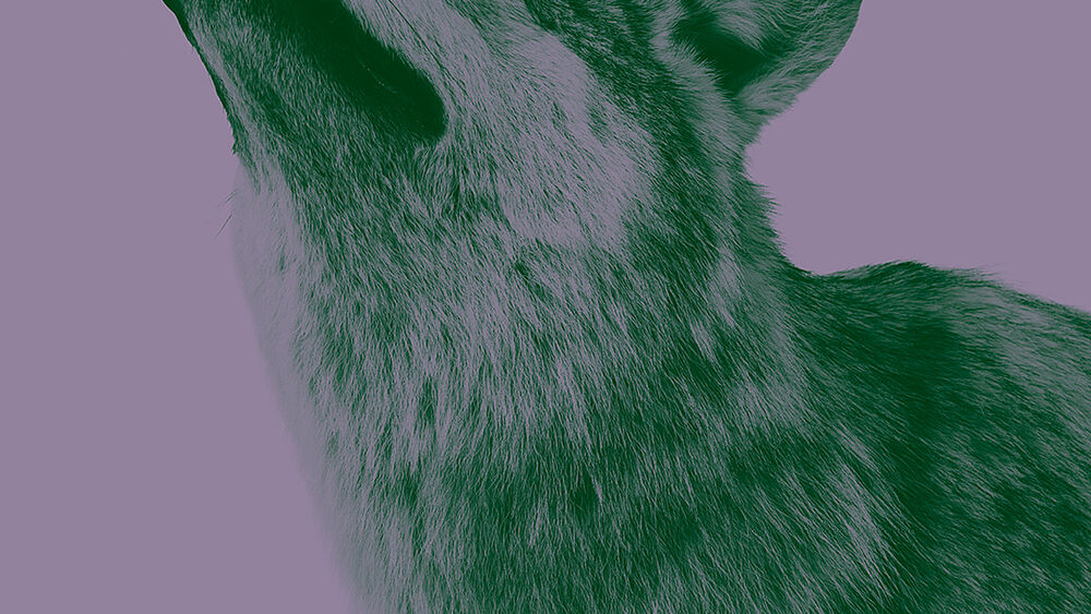 Wolf vor lila Hintergrund