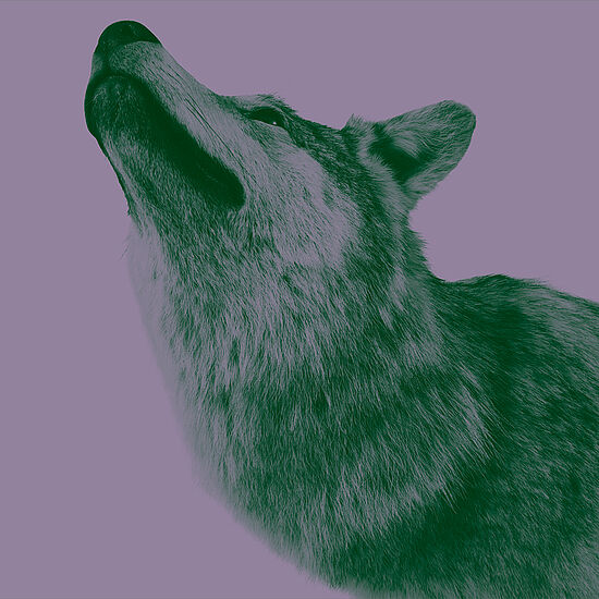 [Translate to English:] Seitliches Porträt eines Wolfes vor lilafarbenem Hintergrund