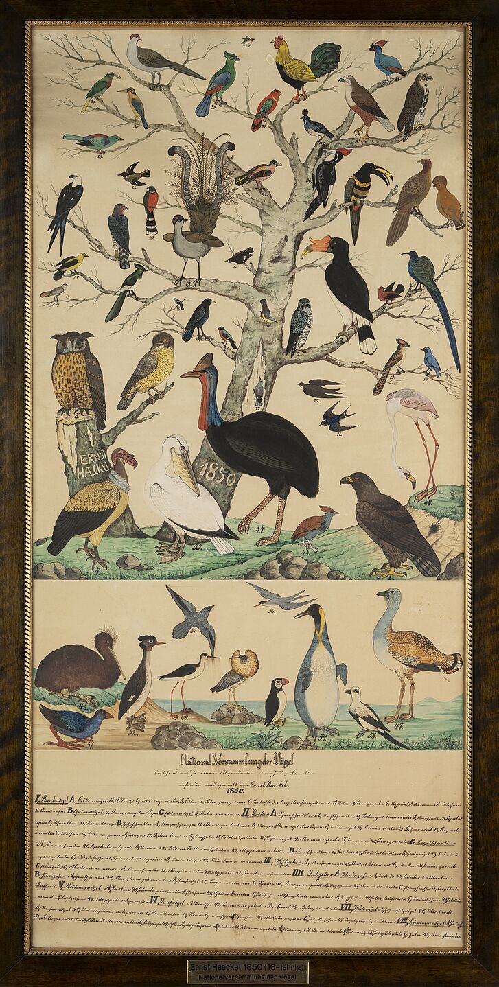 Ernst Haeckel, National Assembly of Birds, aquarelle, 1850 Painting of birds