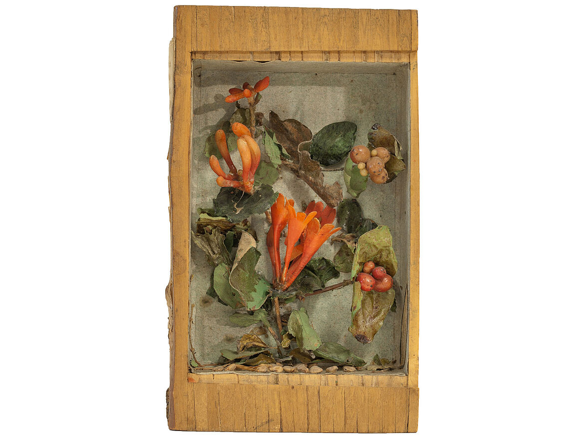 Red trumpet honeysuckle from the Schildbach Xylotheque (wood library), Kassel, 1780–1800 © Naturkundemuseum im Ottoneum, photo: Peter Mansfeld
