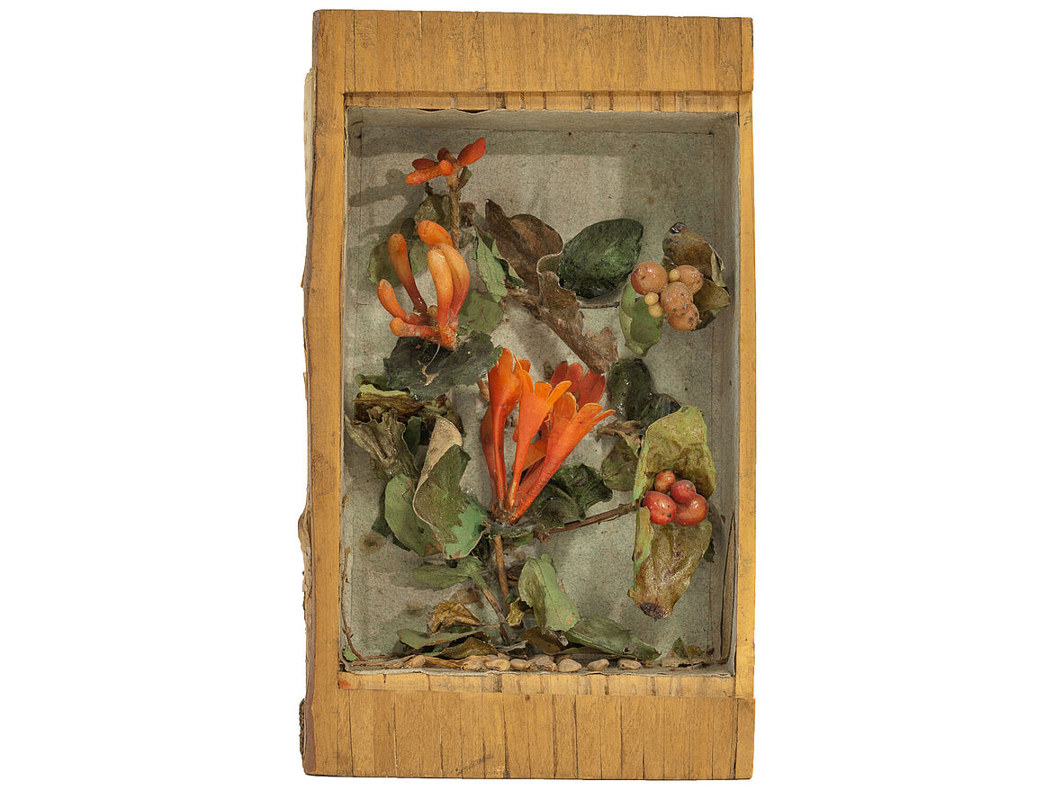  Geisblatt mit Granatrother Blume aus der Schildbach’schen Xylothek (Holzbibliothek), Kassel, 1780–1800 © Naturkundemuseum im Ottoneum, Foto: Peter Mansfeld