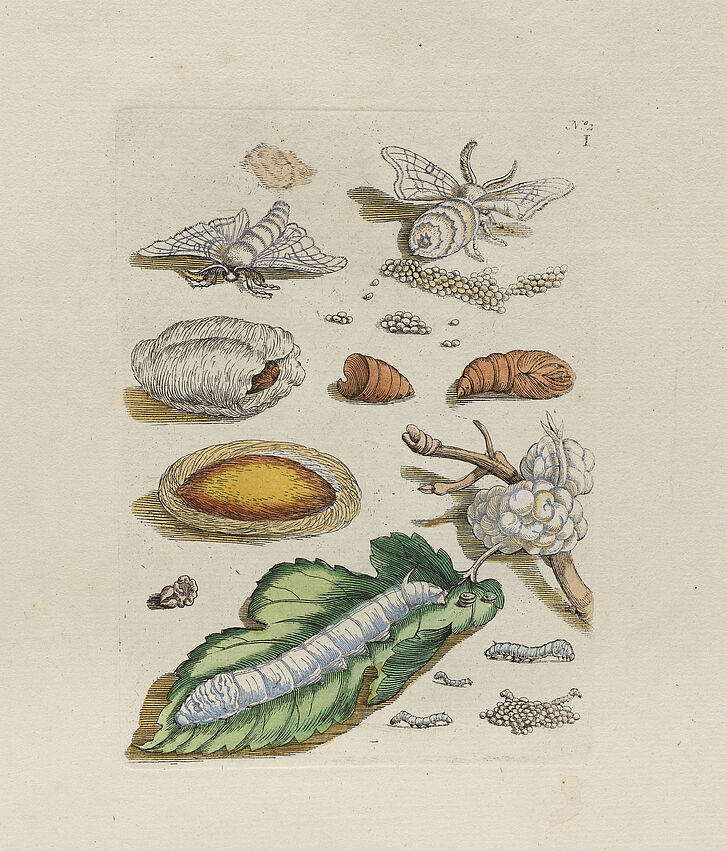 Maria Sibylla Merian, The Metamorphosis of the Silkworm (Panel 1), in: Insects of Europe (Engl.: The wonderful metamorphosis of the caterpillar and strange flower nourishment), copper engraving, Amsterdam, 1730 Bookpage painted plants