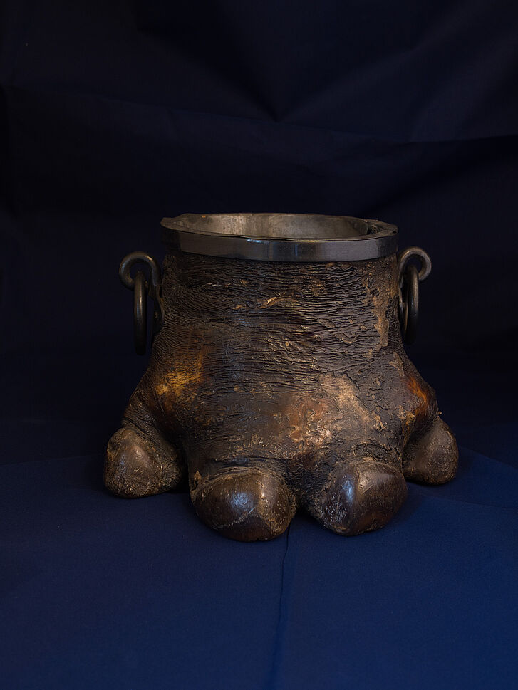 Hippopotamus hoof