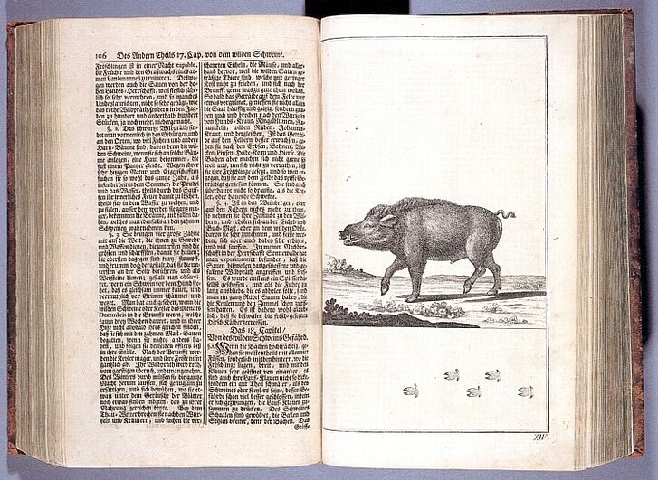Doppelseite mit Text und Illustration eines Wildschweins.