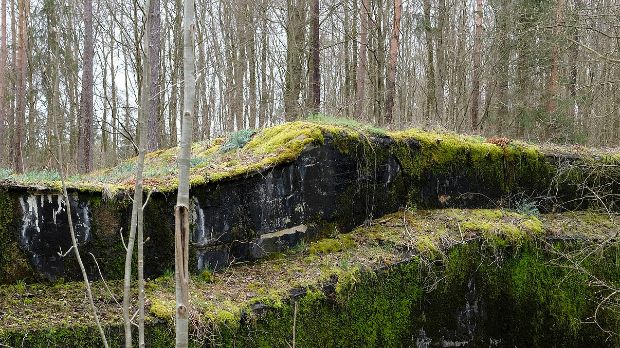 Wald mit Bäumen und Moos.