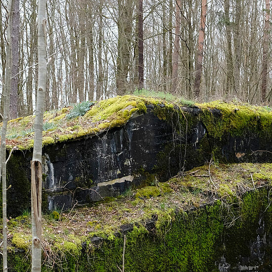 Wald mit Bäumen und Moos.