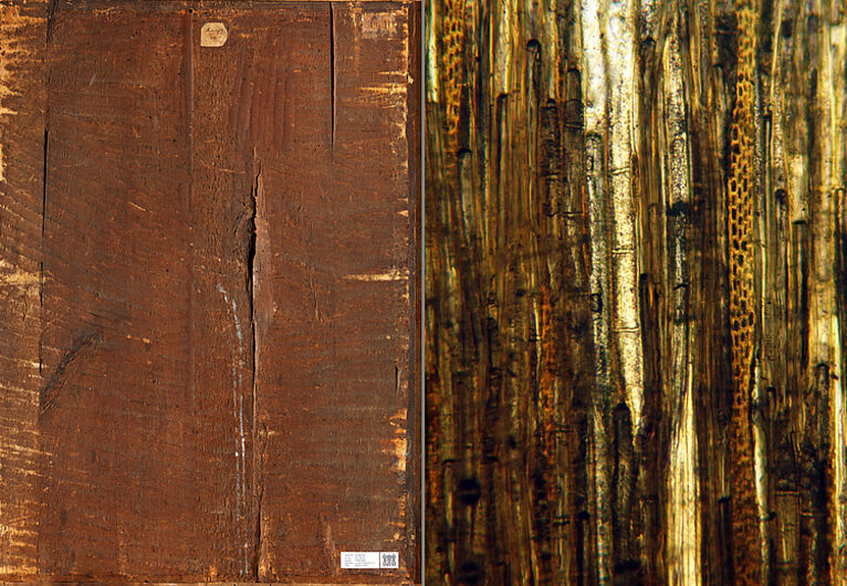 Links ist die Rückseite eines Cranachgemäldes zu sehen. Anhand des dazugehörigen Tangentialschnittes, hier als Mikroskopaufnahme rechts im Bild, lässt sich Linde als Holzart bestimmen.