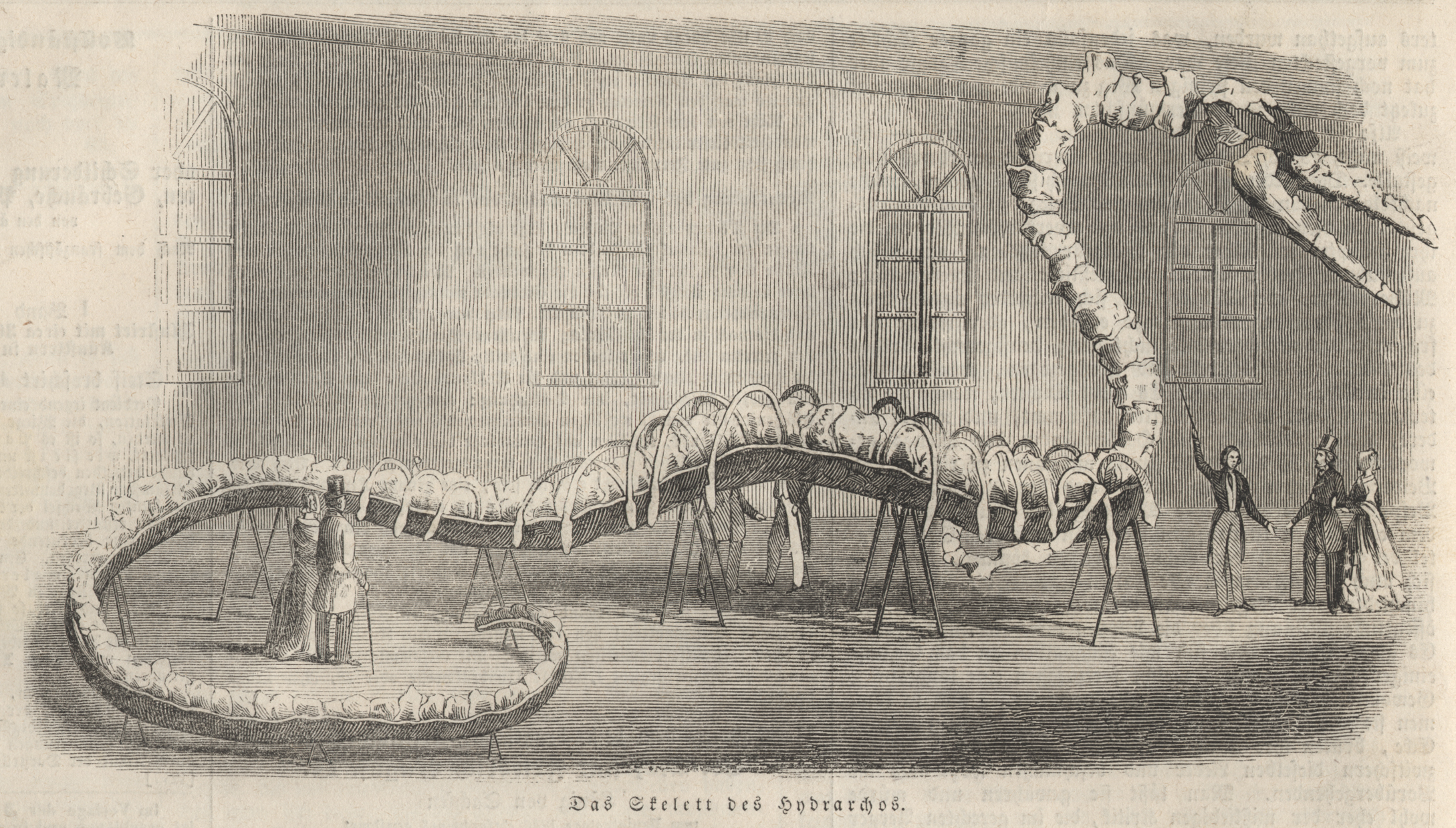 Grafik: Das Skelett des Hydrarchos, 1846