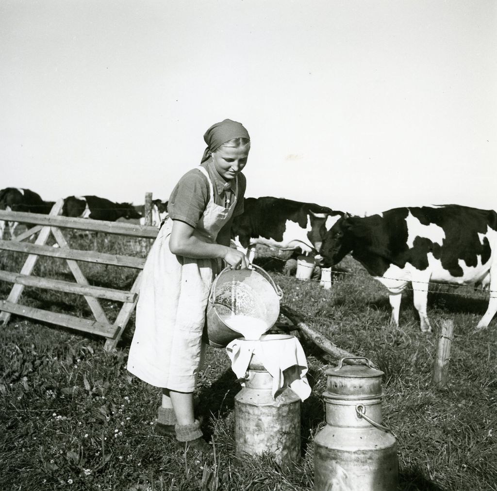 Foto: Arbeitsmaid beim Milchdurchseien, um 1941