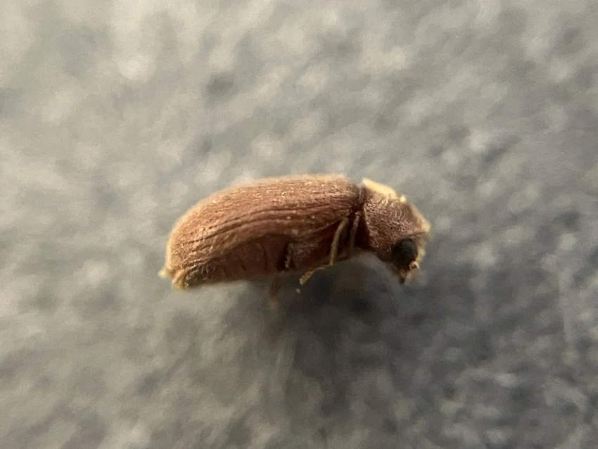 The Biscuit Beetle