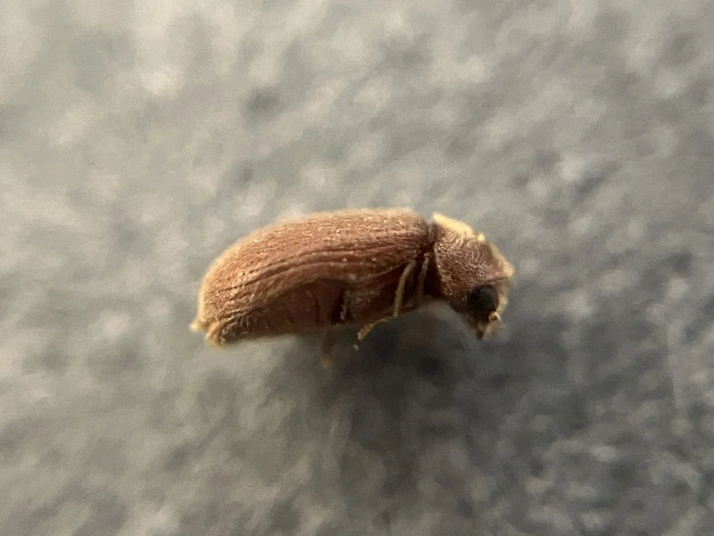 Photo of a very small brownish insect