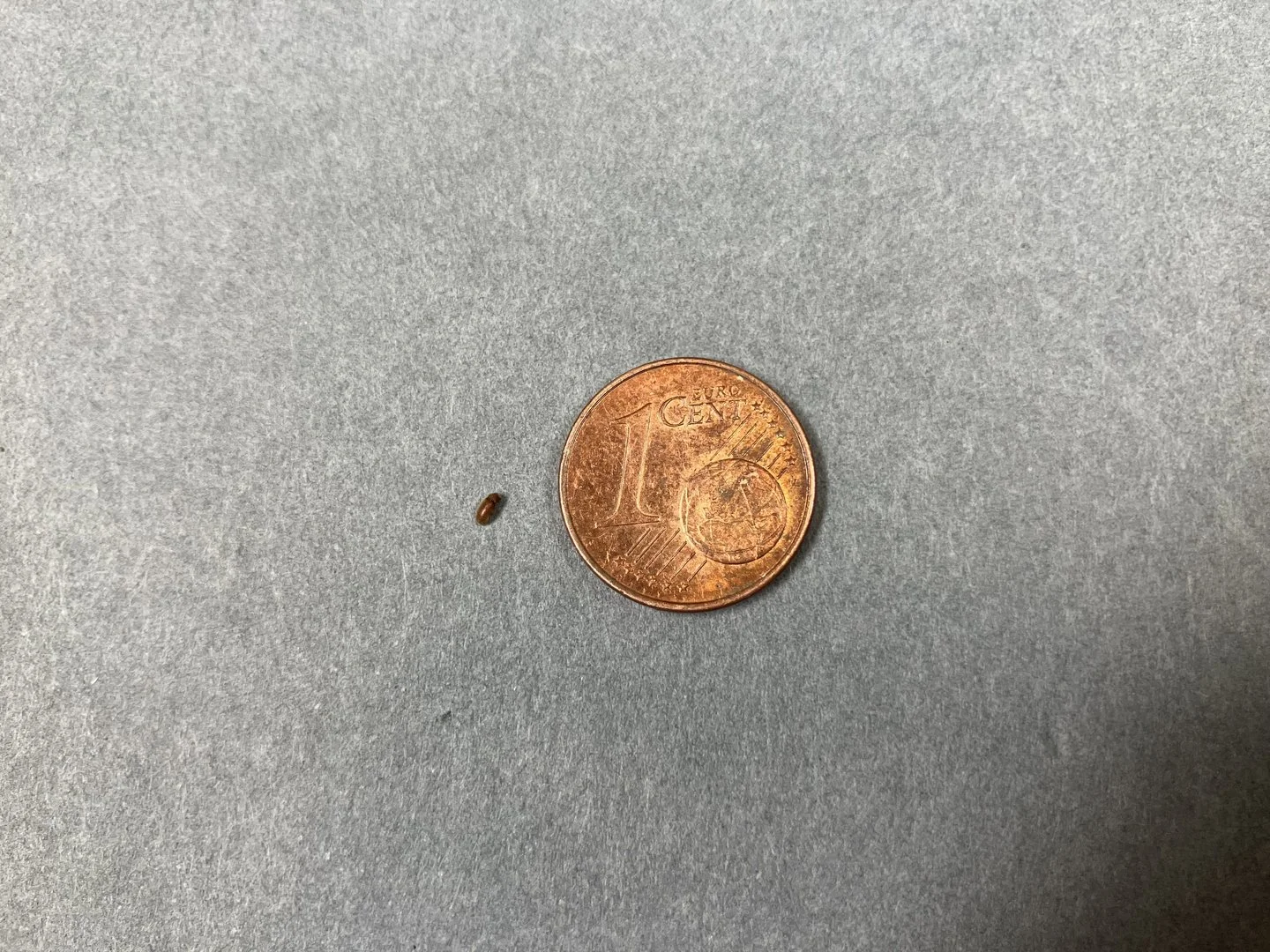 A small beetle next to a much larger cent coin