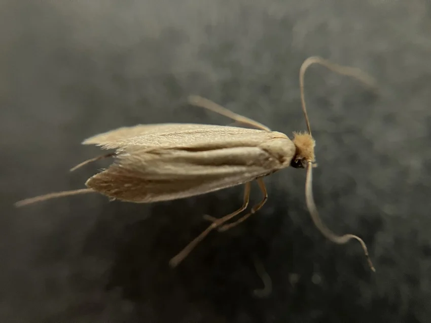 The Clothes Moth