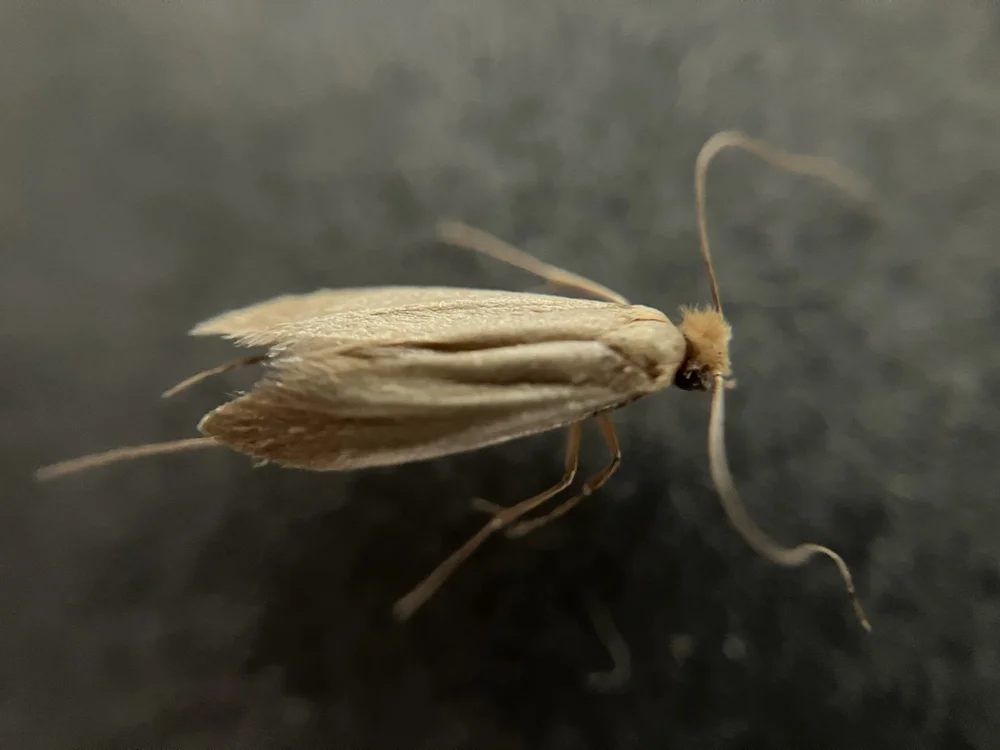 A pale clothes moth with straw-yellow wings
