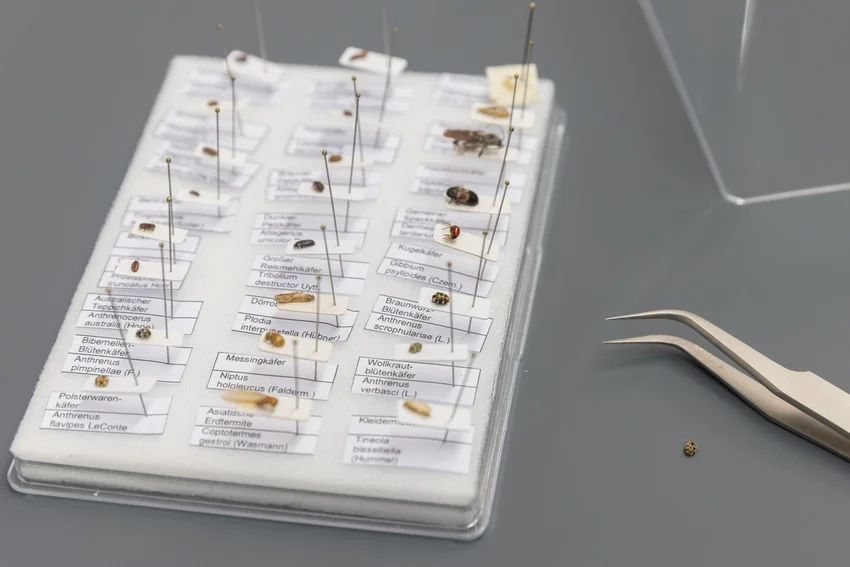 Pest Management at the DHM