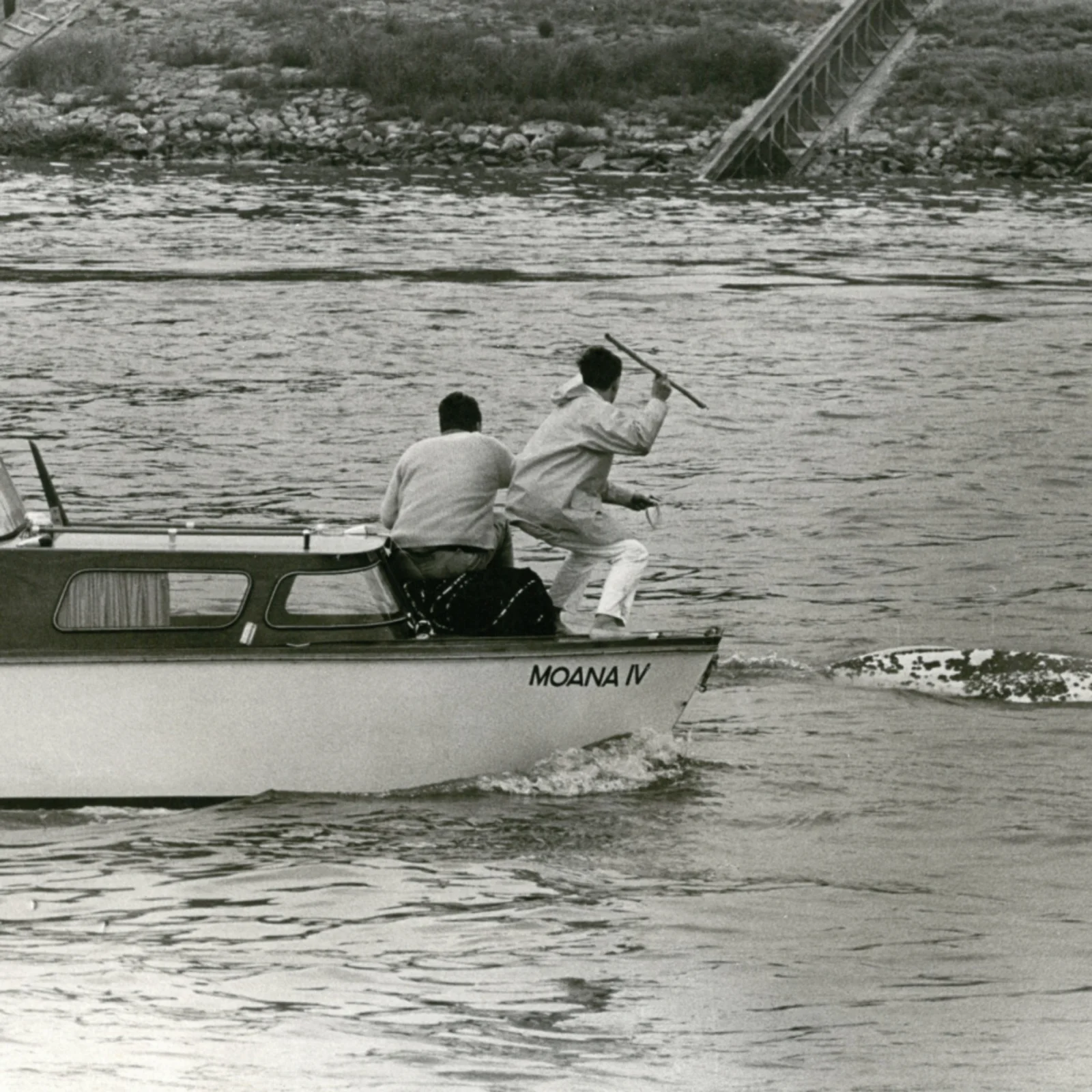 Ein kleines Motorboot mit dem Namen „Moana IV“ fährt auf dem Rhein. Drei Männer befinden sich an Bord; einer von ihnen steht am Bug mit einer Harpune, während im Wasser direkt daneben ein Beluga zu sehen ist. 