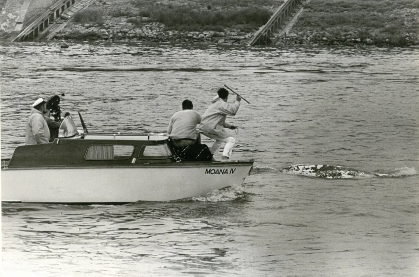 A Beluga in the Rhine? How a stray white whale made German environmental history in 1966